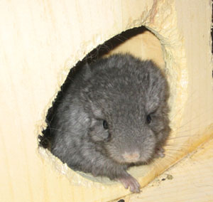 curious chinchilla