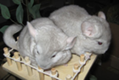 chinchilla kits