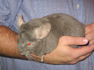 tan chinchilla