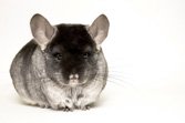 black chinchilla