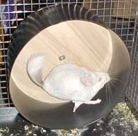 16 inch chinchilla exercise wheel cheap