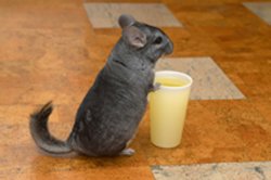 curious chinchilla